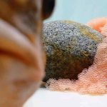 For første gang har DTU Aqua vilde stenbidere i fangenskab i forsøgsfaciliteten. Forskerne i det nye NOW LUMP-projekt, der støttes af organisationen Seabreak, skal kortlægge stenbiderens biologi med henblik på bedre forvaltning i fremtiden. foto: DTU