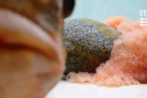 For første gang har DTU Aqua vilde stenbidere i fangenskab i forsøgsfaciliteten. Forskerne i det nye NOW LUMP-projekt, der støttes af organisationen Seabreak, skal kortlægge stenbiderens biologi med henblik på bedre forvaltning i fremtiden. foto: DTU