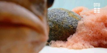 For første gang har DTU Aqua vilde stenbidere i fangenskab i forsøgsfaciliteten. Forskerne i det nye NOW LUMP-projekt, der støttes af organisationen Seabreak, skal kortlægge stenbiderens biologi med henblik på bedre forvaltning i fremtiden. foto: DTU