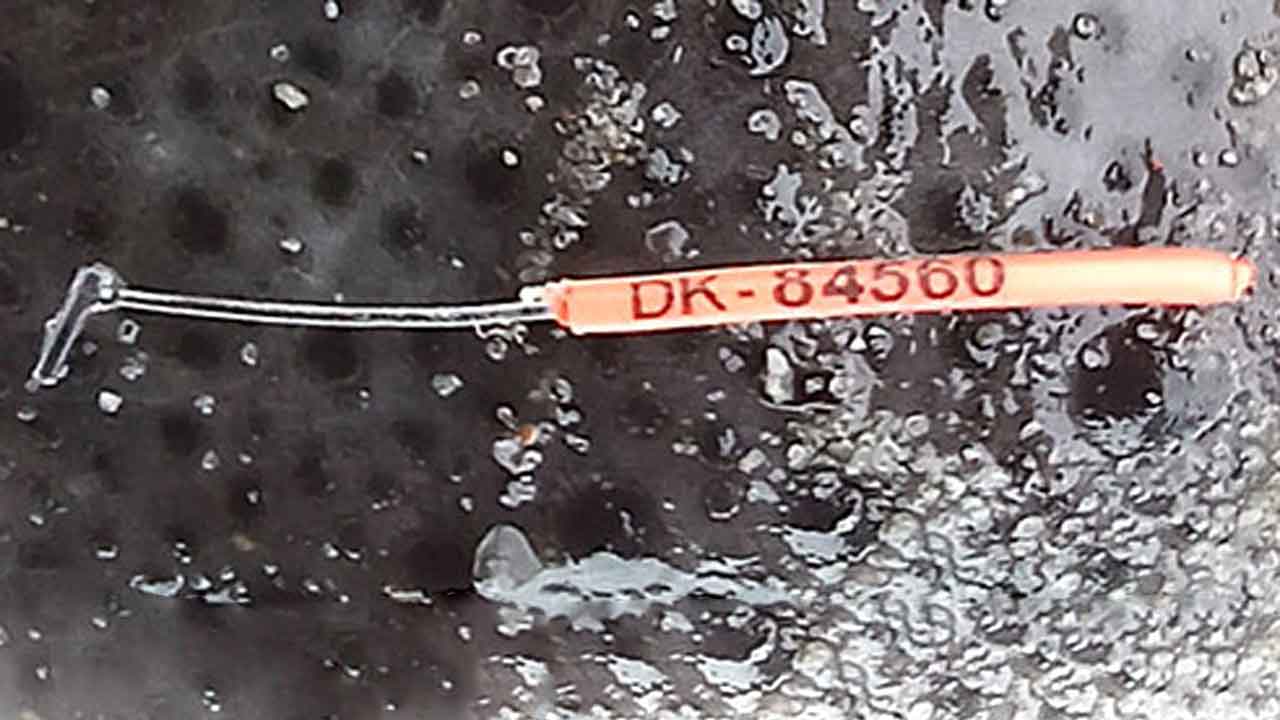 Read more about the article Ser du stenbidermærke – så giv DTU Aqua besked