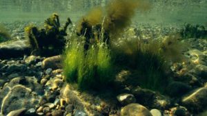 Stenrev understøtter en høj marin biodiversitet og er levested for mange arter af tang, bunddyr og større dyr som fx torsk, ål og marsvin. foto: biodiversitetsrådet