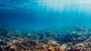 For at styrke biodiversiteten i havet har miljøminister Magnus Heunicke sammen med alle Folketingets partier nu besluttet etablering og opskalering af fem sten-rev ved Helnæs, Lyø, Køge Sønakke, Gl. Åbo og Østerstrand. foto: Fiskepleje DTU