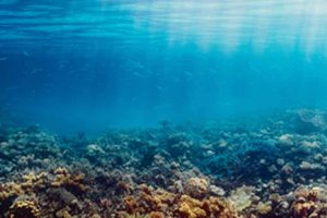 For at styrke biodiversiteten i havet har miljøminister Magnus Heunicke sammen med alle Folketingets partier nu besluttet etablering og opskalering af fem sten-rev ved Helnæs, Lyø, Køge Sønakke, Gl. Åbo og Østerstrand. foto: Fiskepleje DTU