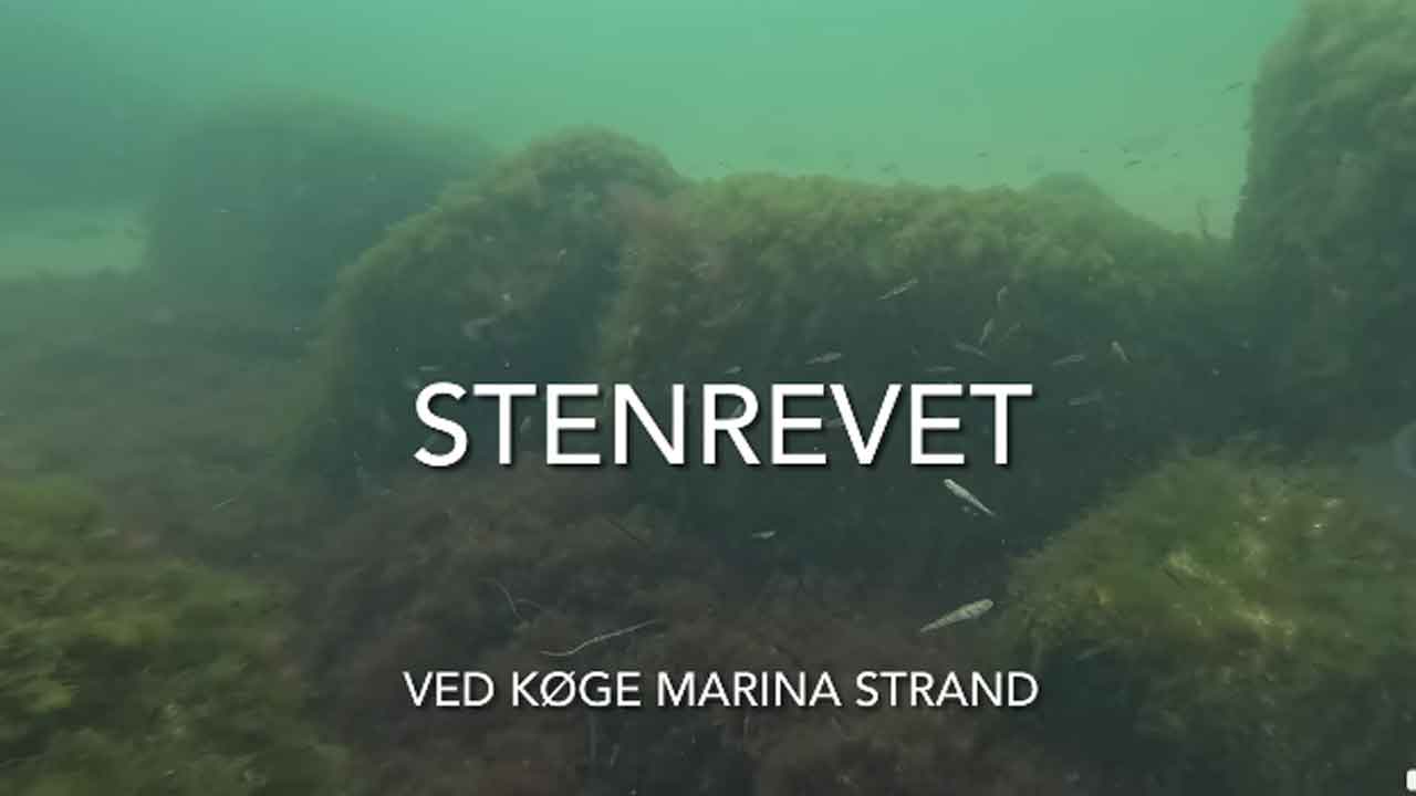 Read more about the article Stor sejr for havmiljøet i Køge Bugt