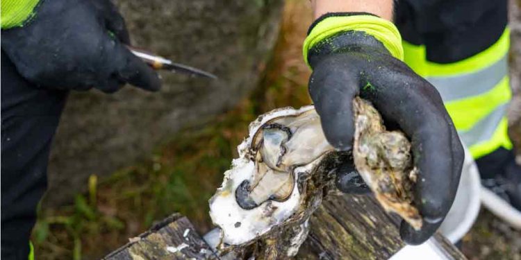 Derfor opfordres der til at indsamle og spise så mange som muligt. For at beskytte havbunden mod tunge skrabere har erhvervsfiskere i Limfjorden og Vadehavet fået særlige tilladelser til mere skånsomme metoder som dykning, håndopsamling for at holde bestanden nede. foto: Marko T Wramne Kristineberg C - Forskning.no