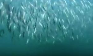 Den lille stillehavs sardin fredes endnu et år
