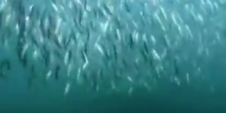 Den lille stillehavs sardin fredes endnu et år
