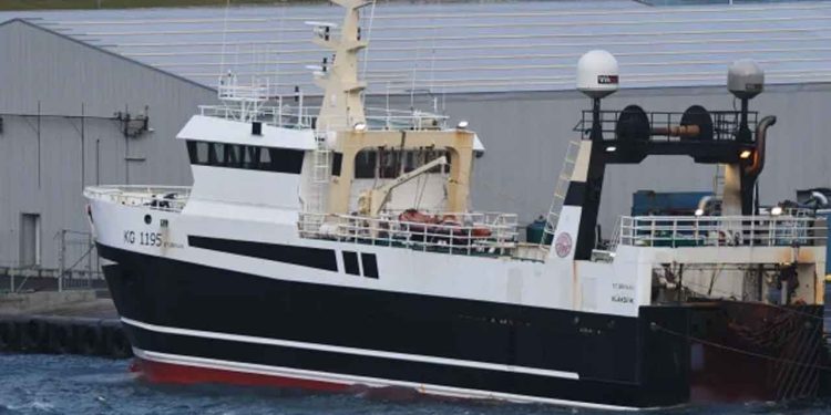 I Klaksvík var der travlhed hos Kósin, hvor både **Polarhav** og **Stjørnan** lagde til med en samlet last på 240 tons guldlaks. foto: jn Fiskur.fo