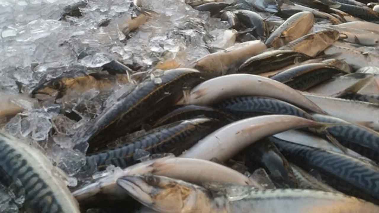 Read more about the article Makrelpriserne forventes at stige allerede – selv før næste års kvoter er endeligt fastlagte