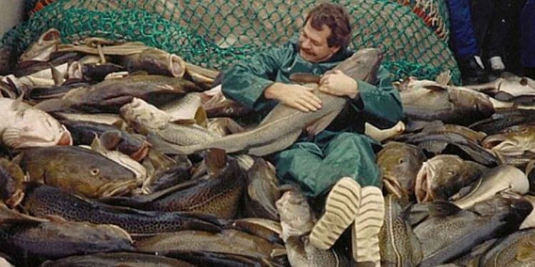 Den østlige Østersøtorsk (EBC) har stor betydning for både naturen og økonomien. Den er en af de vigtigste fisk i Østersøen og tidligere blev der fanget op til 400.000 tons om året. foto: Jesper Bay