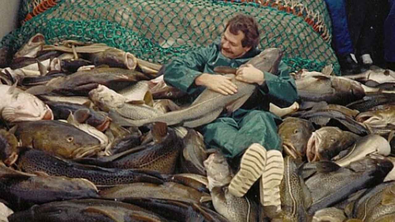 Read more about the article Østersø-torsken er krympet – men hvorfor?