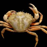 Invasiv og aggressiv krabbe fortrænger de danske krabber. Foto: Strandkrabbe - Wikipedia