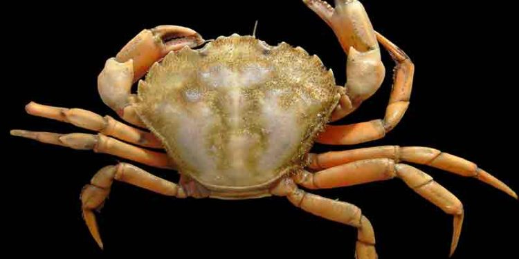 Invasiv og aggressiv krabbe fortrænger de danske krabber. Foto: Strandkrabbe - Wikipedia