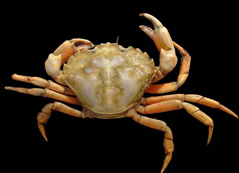 Read more about the article Invasiv og aggressiv krabbe fortrænger de danske krabber