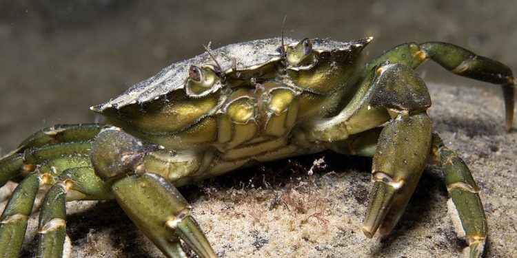 Strandkrabber - Erling Svensen HI.no