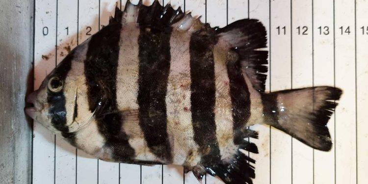 Fisk fra Stillehavet fanget i Kattegat