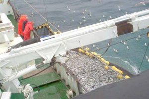 Stor Norsk eksportnedgang af makrel og sild   Arkivfoto: Stromboli ved notfiskeri