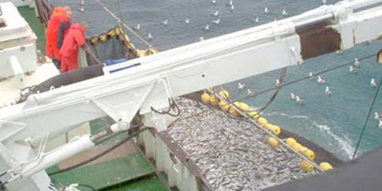 Stor Norsk eksportnedgang af makrel og sild   Arkivfoto: Stromboli ved notfiskeri