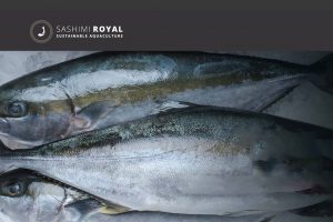 Nordjysk akvakultur-virksomhed planlægge udvidelse og nye mål for produktionen. foto: Sashimi Royal Hanstholm