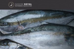 Nordjysk opdrætanlæg flerdobler størrelsen med ny udvidelse foto: YellowtainKingfish - Sushimi Royal
