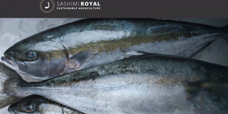 Nordjysk opdrætanlæg flerdobler størrelsen med ny udvidelse foto: YellowtainKingfish - Sushimi Royal