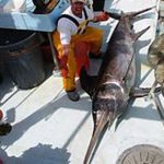Eksotisk dansk fiskeri i fremtiden.  Foto: Sværdfisk - Wikipedia