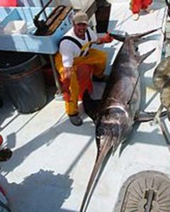 Eksotisk dansk fiskeri i fremtiden.  Foto: Sværdfisk - Wikipedia