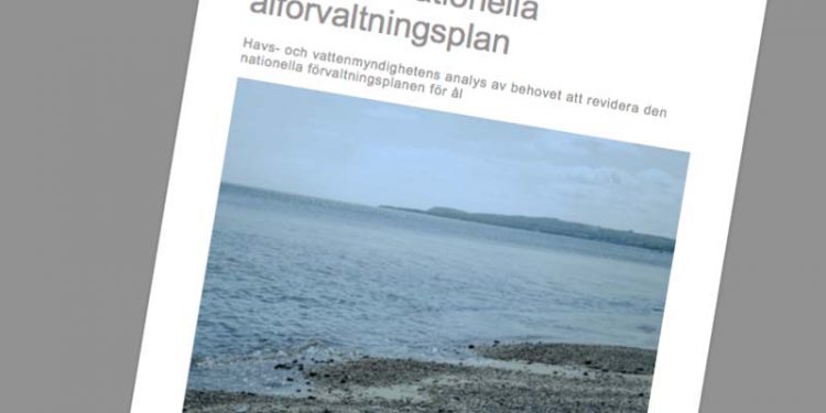 Svensk Åleforvaltningsrapport udkommet.  Foto: Svensk Åle-forvaltningsrapport  -  HaV