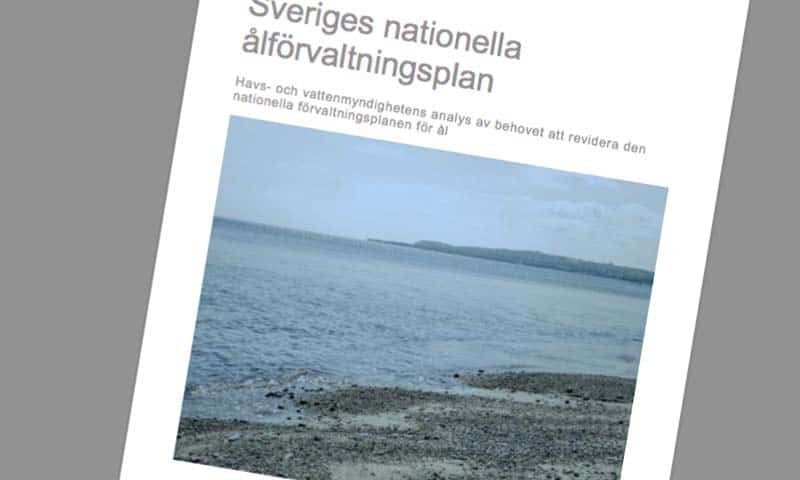 Read more about the article Svensk Åleforvaltningsrapport udkommet