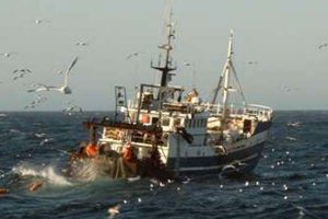 Forskere fra DTU Aqua har afluret jomfruhummeres og torskens adfærd og udnyttet det til at lave et selektivt trawl. Det skal fra 15. juli sørge for