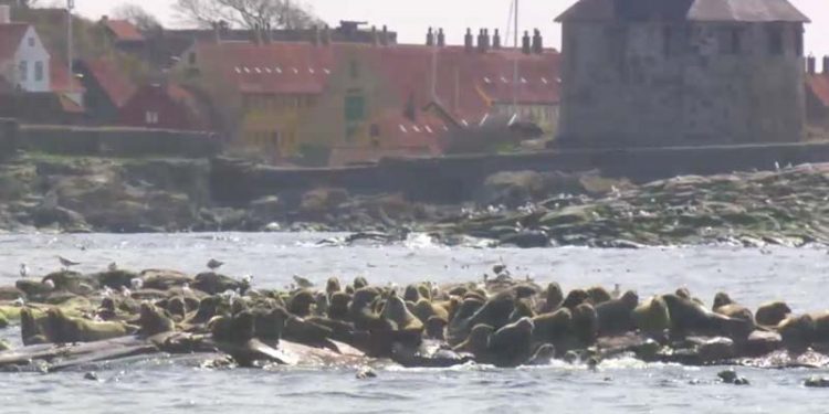 Enfoldige havbiologer kvæler dansk kystfiskeri. Foto: Snapshot fra udsendelsen i aftes TV2 - Perspektiv