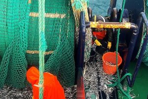 »Ved hjælp af mærkningen og genfangsten kan vi nu se, at de større fisk har en tendens til at bevæge sig nordpå langs Jyllands kyst. Også på Dogger banke bevæger de sig nordpå, siger Henrik Mosegaard, forskningskoordinator, DTU Aqua tobistogt foto Kasper SchaltzMen
