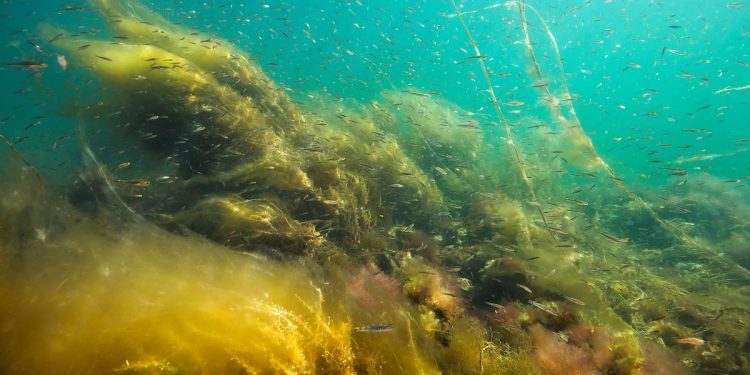 De varme temperaturer i havet betyder, at de vigtige tang-skove og ålegræs-enge forsvinder og i stedet vokser der et tæt lag af trådformede alger, også kaldet »fedtemøg« eller »lurv« på norsk. foto: Erling Svensen Hi.no