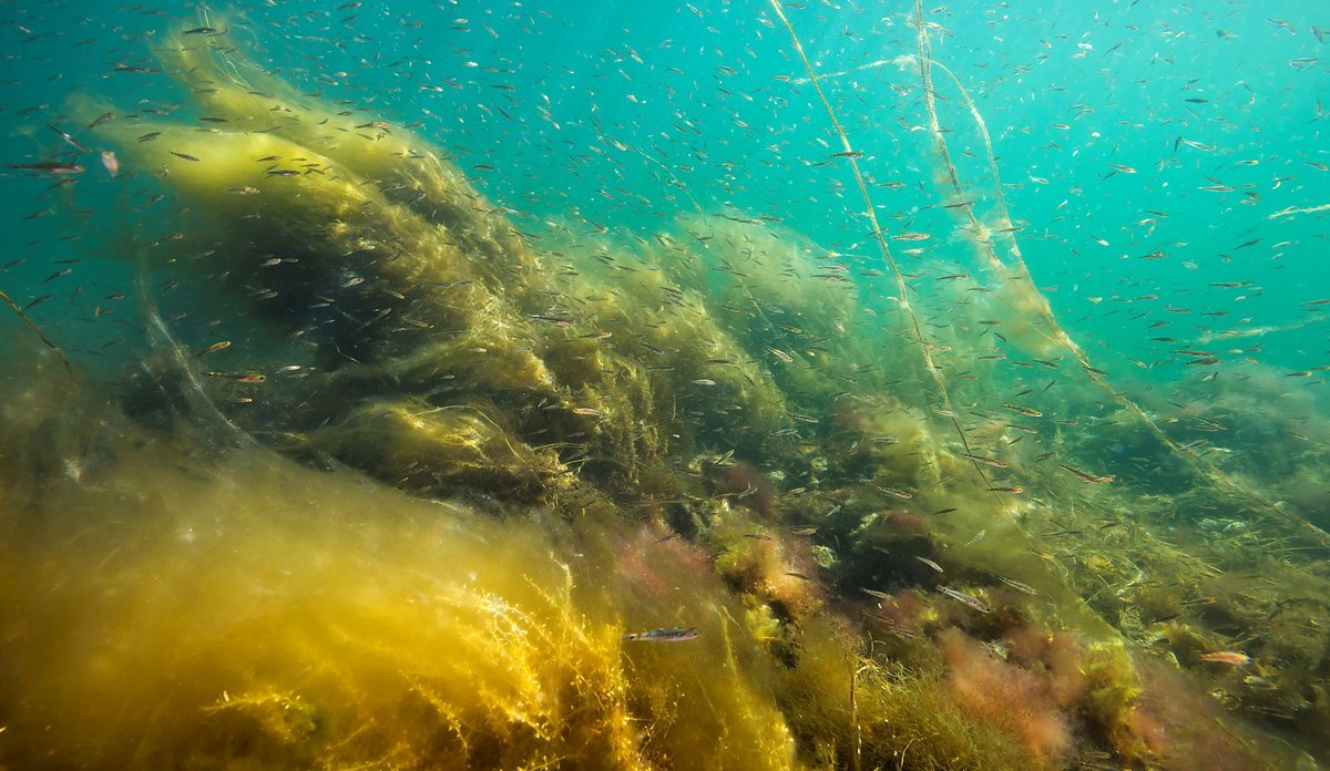 Read more about the article Hedebølger i havet giver mindre fisk, når »Fedtemøg« overtager tangskoven og ålegræsset