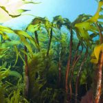 Nye tal fra Havforskningsinstituttet afslører en dyster status for havet: Trusselsniveauet for tangskove og ålegræsenge er højere end nogensinde. Selvom de blå skove er afgørende for fiskebestandenes overlevelse og havets balance, mangler der stadig målrettet politisk handling og beskyttelse, før det er for sent. foto: Erling Svensen Hi.no