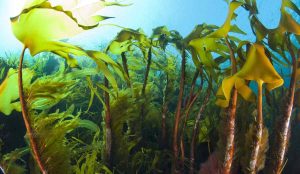 Nye tal fra Havforskningsinstituttet afslører en dyster status for havet: Trusselsniveauet for tangskove og ålegræsenge er højere end nogensinde. Selvom de blå skove er afgørende for fiskebestandenes overlevelse og havets balance, mangler der stadig målrettet politisk handling og beskyttelse, før det er for sent. foto: Erling Svensen Hi.no