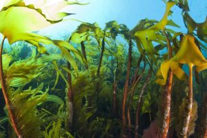 Nye tal fra Havforskningsinstituttet afslører en dyster status for havet: Trusselsniveauet for tangskove og ålegræsenge er højere end nogensinde. Selvom de blå skove er afgørende for fiskebestandenes overlevelse og havets balance, mangler der stadig målrettet politisk handling og beskyttelse, før det er for sent. foto: Erling Svensen Hi.no