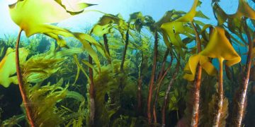 Nye tal fra Havforskningsinstituttet afslører en dyster status for havet: Trusselsniveauet for tangskove og ålegræsenge er højere end nogensinde. Selvom de blå skove er afgørende for fiskebestandenes overlevelse og havets balance, mangler der stadig målrettet politisk handling og beskyttelse, før det er for sent. foto: Erling Svensen Hi.no