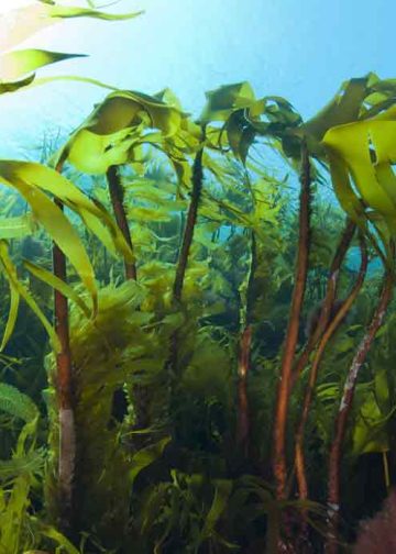 Nye tal fra Havforskningsinstituttet afslører en dyster status for havet: Trusselsniveauet for tangskove og ålegræsenge er højere end nogensinde. Selvom de blå skove er afgørende for fiskebestandenes overlevelse og havets balance, mangler der stadig målrettet politisk handling og beskyttelse, før det er for sent. foto: Erling Svensen Hi.no