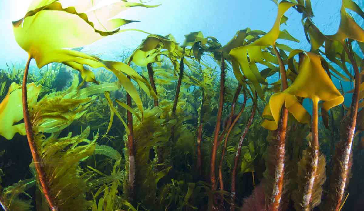 Read more about the article Havets alarmklokker ringer: Vitale opvækstområder i den »blå skov« i Nordsøen og Skagerrak svinder ind