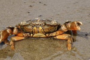 Rigtig forarbejdning og kogning giver Cadmium-frie krabber. foto: taskekrabbe - FiskerForum.dk
