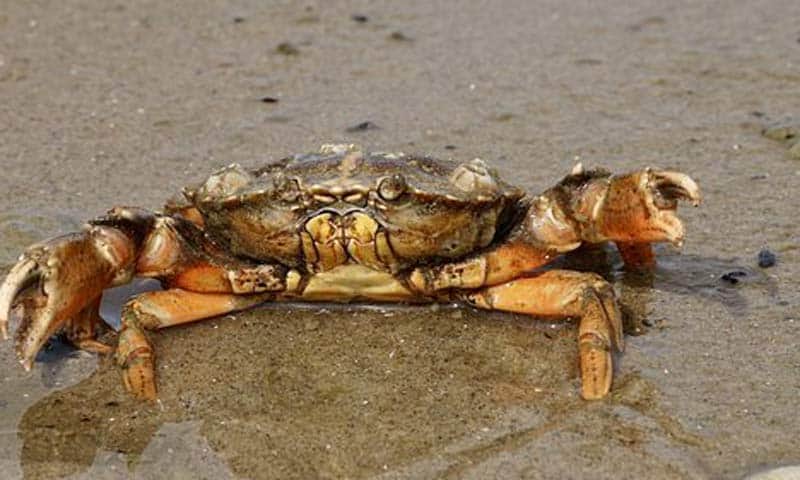 Read more about the article Rigtig forarbejdning og kogning giver Cadmium-frie krabber