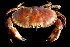 Danske Limfjords krabber ender på middagsbordet i Taiwan.  Foto: Taskekrabbe - Wikip