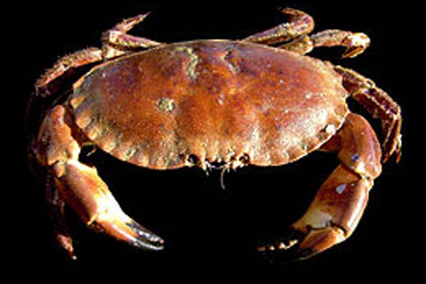 Read more about the article Danske Limfjords krabber ender på middagsbordet i Taiwan