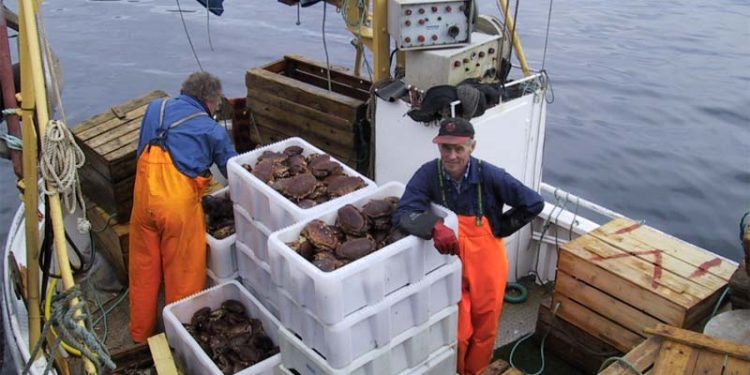 Norsk og dansk samarbejde om krabbefabrik i Lemvig.  foto: taskekrabber - Jeka Fish