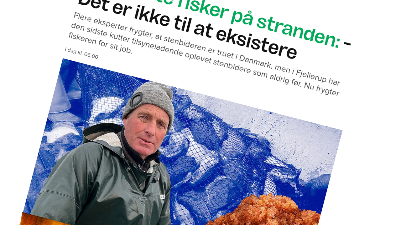 Read more about the article Kvote på 40 kg stenbider om ugen kan koste Fjellerup fiskere deres erhverv