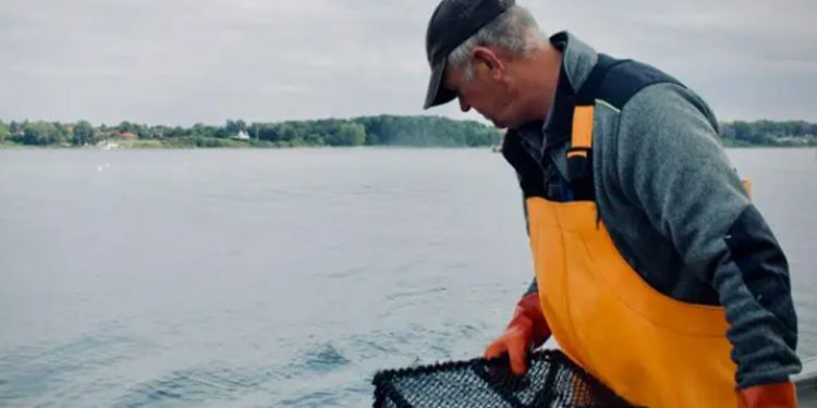 Aquamind og KU udvikler fiskeriet efter læbefisk - de søger nu fiskernes hjælp. foto: Aquamind