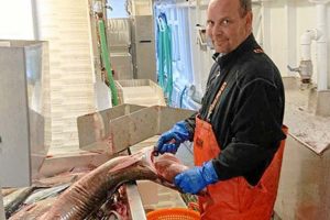 Reje-trawler fra Skagen fik bifangst af sjælden rød tropisk fisk  privatfoto:Thomas Hjort Samuelsen ombord på North Sea S 255 var med til at fange fisken