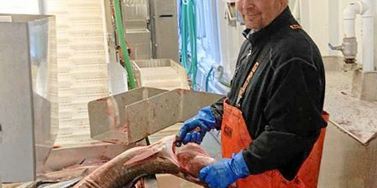 Reje-trawler fra Skagen fik bifangst af sjælden rød tropisk fisk  privatfoto:Thomas Hjort Samuelsen ombord på North Sea S 255 var med til at fange fisken