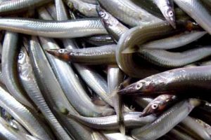 Tobisfisk er en lille, men meget vigtig fisk for dansk fiskeri – især for fiskemelsindustrien i byer som Thyborøn. Men i år er det blevet sværere for danske fiskere at fange tobis, fordi Storbritannien har lukket for fiskeri i deres farvand, herunder det meget vigtige område omkring Doggerbanke i Nordsøen. arkivfoto